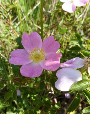 Fotografia 16 da espécie Rosa micrantha no Jardim Botânico UTAD