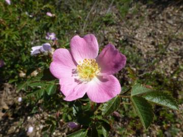 Fotografia da espécie Rosa micrantha