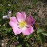 Fotografia 18 da espécie Rosa micrantha do Jardim Botânico UTAD