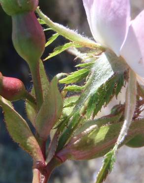 Fotografia 20 da espécie Rosa micrantha no Jardim Botânico UTAD