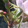 Fotografia 20 da espécie Rosa micrantha do Jardim Botânico UTAD