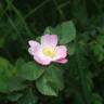 Fotografia 21 da espécie Rosa micrantha do Jardim Botânico UTAD