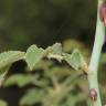 Fotografia 23 da espécie Rosa micrantha do Jardim Botânico UTAD
