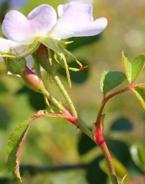Fotografia 28 da espécie Rosa micrantha no Jardim Botânico UTAD
