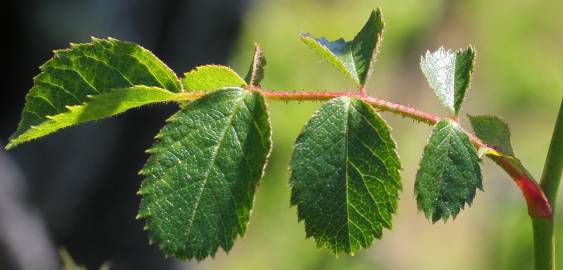 Fotografia da espécie Rosa micrantha