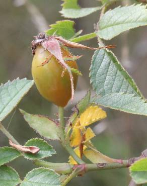 Fotografia 31 da espécie Rosa micrantha no Jardim Botânico UTAD