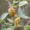 Fotografia 31 da espécie Rosa micrantha do Jardim Botânico UTAD