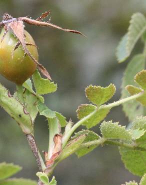 Fotografia 33 da espécie Rosa micrantha no Jardim Botânico UTAD