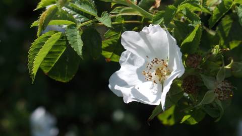 Fotografia da espécie Rosa stylosa