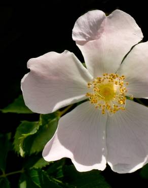 Fotografia 3 da espécie Rosa stylosa no Jardim Botânico UTAD