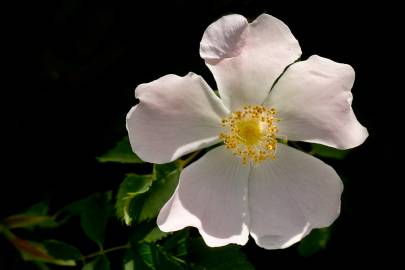 Fotografia da espécie Rosa stylosa