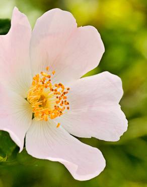 Fotografia 4 da espécie Rosa stylosa no Jardim Botânico UTAD