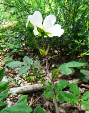 Fotografia 7 da espécie Rosa stylosa no Jardim Botânico UTAD