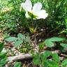 Fotografia 7 da espécie Rosa stylosa do Jardim Botânico UTAD