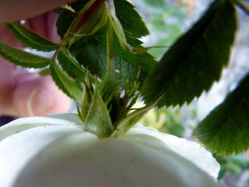 Fotografia da espécie Rosa stylosa