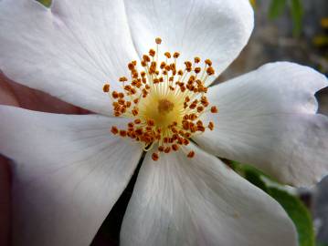 Fotografia da espécie Rosa stylosa