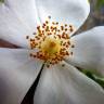 Fotografia 12 da espécie Rosa stylosa do Jardim Botânico UTAD