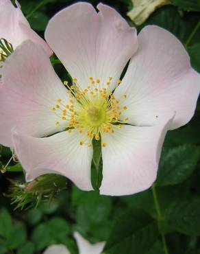 Fotografia 13 da espécie Rosa stylosa no Jardim Botânico UTAD