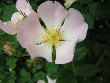 Fotografia da espécie Rosa stylosa