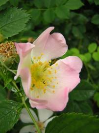 Fotografia da espécie Rosa stylosa