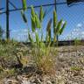 Fotografia 5 da espécie Rostraria cristata do Jardim Botânico UTAD