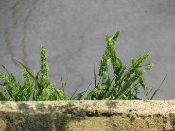 Fotografia da espécie Rostraria cristata