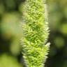 Fotografia 1 da espécie Rostraria cristata do Jardim Botânico UTAD