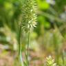 Fotografia 16 da espécie Rostraria cristata do Jardim Botânico UTAD