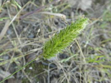 Fotografia da espécie Rostraria cristata