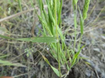 Fotografia da espécie Rostraria cristata