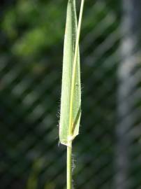 Fotografia da espécie Rostraria cristata