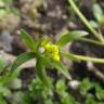 Fotografia 2 da espécie Ranunculus parviflorus do Jardim Botânico UTAD