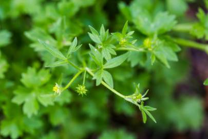 Fotografia da espécie Ranunculus parviflorus