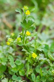 Fotografia da espécie Ranunculus parviflorus