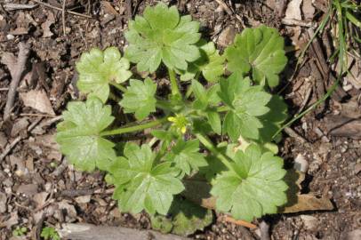 Fotografia da espécie Ranunculus parviflorus