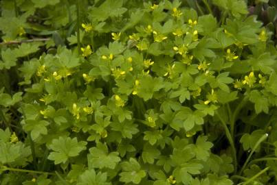 Fotografia da espécie Ranunculus parviflorus