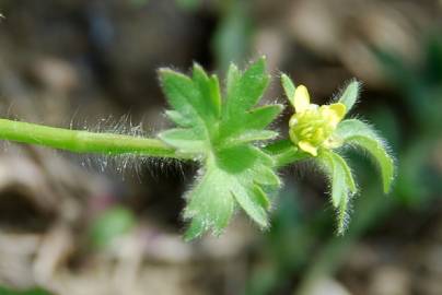 Fotografia da espécie Ranunculus parviflorus