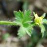 Fotografia 7 da espécie Ranunculus parviflorus do Jardim Botânico UTAD