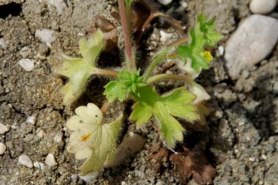 Fotografia da espécie Ranunculus parviflorus