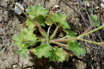 Fotografia da espécie Ranunculus parviflorus