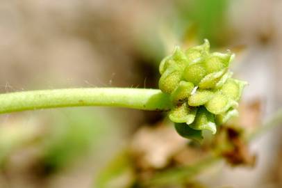 Fotografia da espécie Ranunculus parviflorus