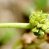 Fotografia 12 da espécie Ranunculus parviflorus do Jardim Botânico UTAD