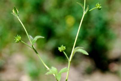 Fotografia da espécie Ranunculus parviflorus