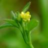 Fotografia 16 da espécie Ranunculus parviflorus do Jardim Botânico UTAD