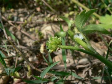 Fotografia da espécie Ranunculus parviflorus