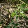 Fotografia 17 da espécie Ranunculus parviflorus do Jardim Botânico UTAD