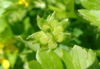 Fotografia da espécie Ranunculus parviflorus