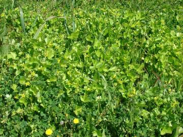 Fotografia da espécie Ranunculus parviflorus