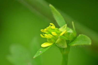 Fotografia da espécie Ranunculus parviflorus