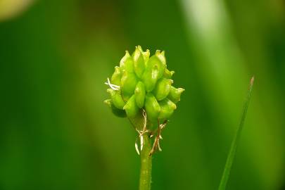 Fotografia da espécie Ranunculus parviflorus